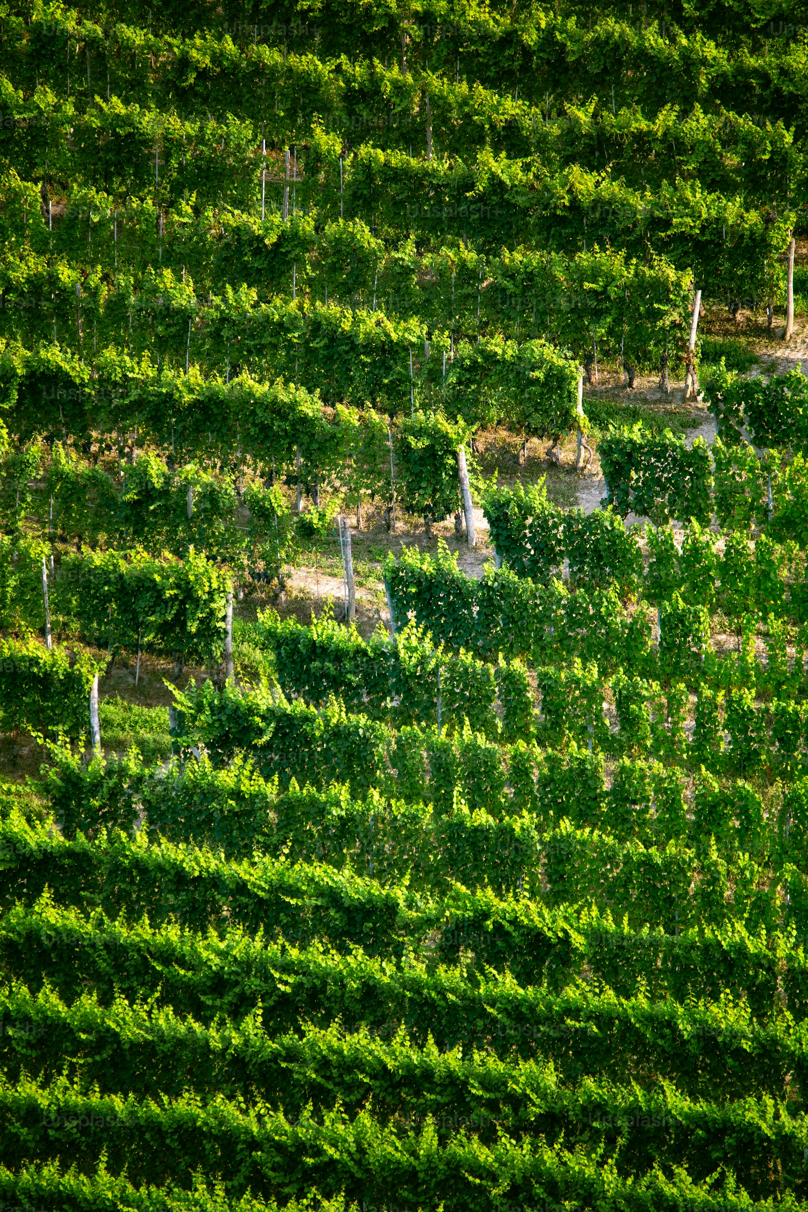 Vineyard landscape with parallel rows of grapevines